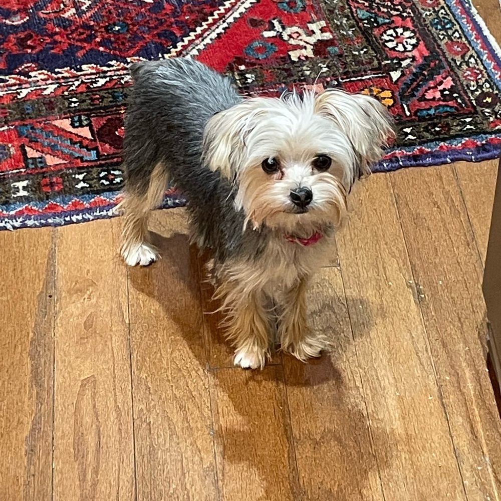 Meet your Posher, Patsy - Picture 2 of 5